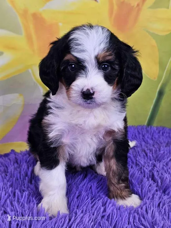 Breve – Miniature Bernedoodle puppy for sale in Walnut Creek, OH