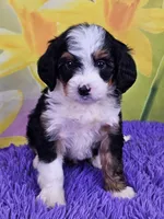 Breve, a female Miniature Bernedoodle for sale in Walnut Creek, OH – Photo 1 of 4