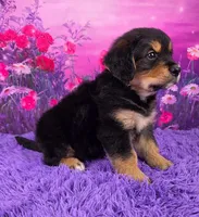 Ace, a male Golden Mountain Doodle for sale in Walnut Creek, OH – Photo 2 of 6