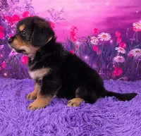 Ace, a male Golden Mountain Doodle for sale in Walnut Creek, OH – Photo 3 of 6