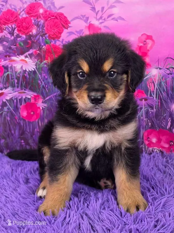 Ace – Golden Mountain Doodle puppy for sale in Walnut Creek, OH