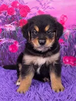 Ace, a male Golden Mountain Doodle for sale in Walnut Creek, OH – Photo 1 of 6