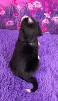 Sparkler Mini Bernese, a male Bernese Mountain Dog and Cavalier King Charles Spaniel for sale in Walnut Creek, OH – 4 of 7