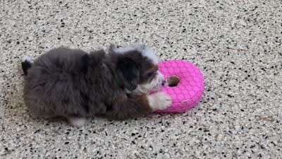 Natalie Mini Bernedoodle 🐶, a female Miniature Bernedoodle for sale in Walnut Creek, OH – 5 of 7