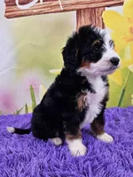 Libby, a female Miniature Bernedoodle for sale in Walnut Creek, OH – Photo 2 of 4