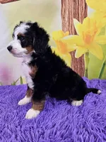 Libby, a female Miniature Bernedoodle for sale in Walnut Creek, OH – Photo 3 of 4