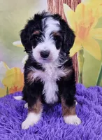 Libby, a female Miniature Bernedoodle for sale in Walnut Creek, OH – Photo 1 of 4