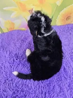 Libby, a female Miniature Bernedoodle for sale in Walnut Creek, OH – Photo 4 of 4