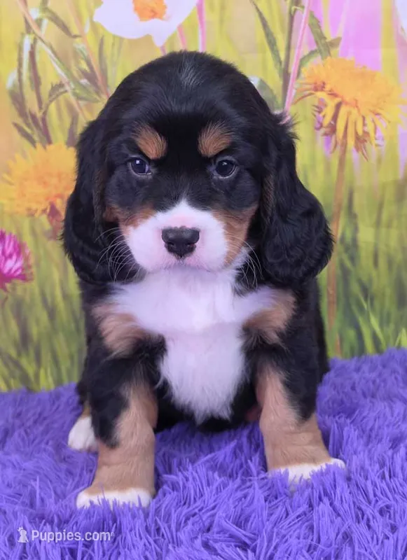 Savannah (Mini Bernese) 🐶 – Bernese Mountain Dog, Cavalier King Charles Spaniel puppy for sale in Walnut Creek, OH