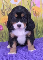 Savannah (Mini Bernese) 🐶, a female Bernese Mountain Dog and Cavalier King Charles Spaniel for sale in Walnut Creek, OH – 1 of 7