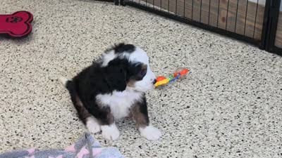 Hendrix 🐶, a male Miniature Bernedoodle for sale in Walnut Creek, OH – 5 of 5