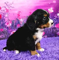 Romeo (Mini Bernese) 🐶, a male Bernese Mountain Dog and Cavalier King Charles Spaniel for sale in Walnut Creek, OH – 2 of 7