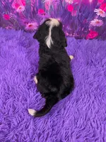 Nora Mini Bernedoodle 🐶, a female Miniature Bernedoodle for sale in Walnut Creek, OH – 4 of 7