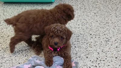 Finley , a female Poodle - Miniature  for sale in Walnut Creek, OH – 5 of 7