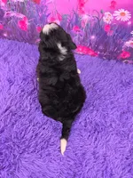Heidi 🐶, a female Miniature Bernedoodle for sale in Walnut Creek, OH – 4 of 5