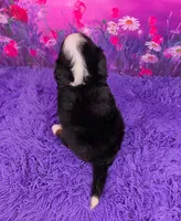 Liam Mini Bernese 🐶, a male Bernese Mountain Dog and Cavalier King Charles Spaniel for sale in Walnut Creek, OH – 4 of 7