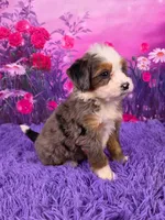 Natalie Mini Bernedoodle 🐶, a female Miniature Bernedoodle for sale in Walnut Creek, OH – 2 of 7