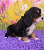 Savannah (Mini Bernese) 🐶, a female Bernese Mountain Dog and Cavalier King Charles Spaniel for sale in Walnut Creek, OH – 2 of 7
