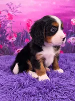 Lego Mini Bernese 🐶, a male Bernese Mountain Dog and Cavalier King Charles Spaniel for sale in Walnut Creek, OH – 2 of 7