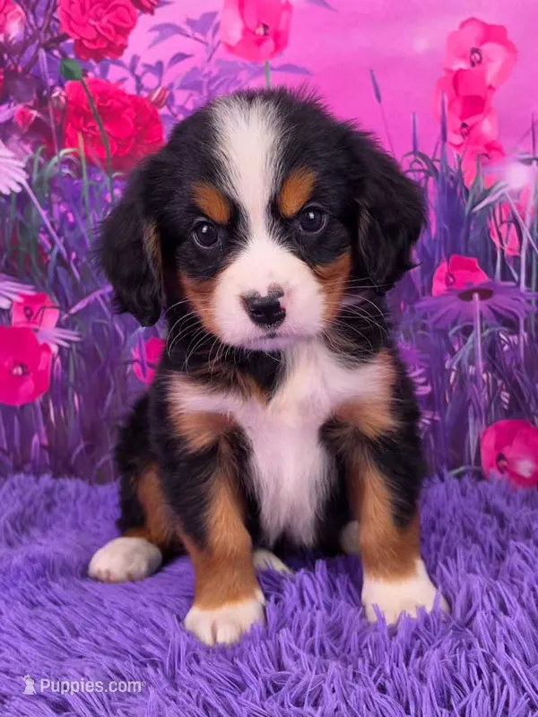 Trina Mini Bernese – Bernese Mountain Dog, Cavalier King Charles Spaniel puppy for sale in Walnut Creek, OH