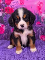 Trina Mini Bernese, a female Bernese Mountain Dog and Cavalier King Charles Spaniel for sale in Walnut Creek, OH – 1 of 7