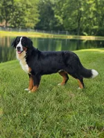 Nora Mini Bernedoodle 🐶, a female Miniature Bernedoodle for sale in Walnut Creek, OH – 6 of 7