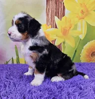 Brooke, a female Miniature Bernedoodle for sale in Walnut Creek, OH – Photo 3 of 4