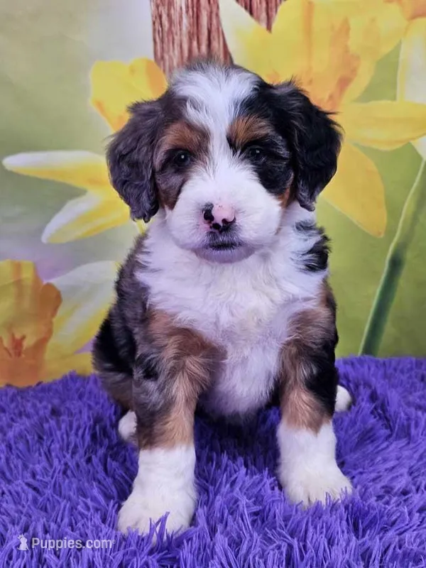 Brooke – Miniature Bernedoodle puppy for sale in Walnut Creek, OH