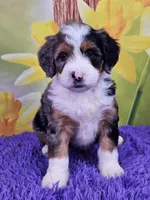 Brooke, a female Miniature Bernedoodle for sale in Walnut Creek, OH – Photo 1 of 4