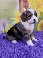 Brooke, a female Miniature Bernedoodle for sale in Walnut Creek, OH – Photo 2 of 4