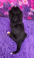 Sundae Mini Bernese, a female Bernese Mountain Dog and Cavalier King Charles Spaniel for sale in Walnut Creek, OH – 4 of 7