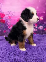 Zyrus 🐶, a male Miniature Bernedoodle for sale in Walnut Creek, OH – 3 of 7