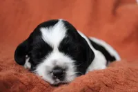 Thunder (AKC), a male Cocker Spaniel for sale in Austin, AR – 3 of 3