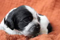 Blizzard (AKC/Roan), a male Cocker Spaniel for sale in Austin, AR – 3 of 3