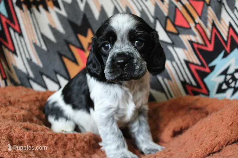 Blizzard (AKC/Roan) – Cocker Spaniel puppy for sale in Austin, AR