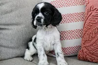 Thunder (AKC), a male Cocker Spaniel for sale in Austin, AR – 1 of 5