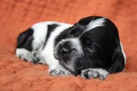 Tsunami (Roan/AKC), a female Cocker Spaniel for sale in Austin, AR – 3 of 3