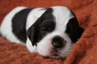 Hurricane (AKC), a male Cocker Spaniel for sale in Austin, AR – 2 of 3