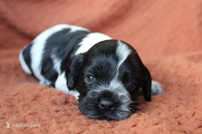 Tsunami (Roan/AKC) – Cocker Spaniel puppy for sale in Austin, AR