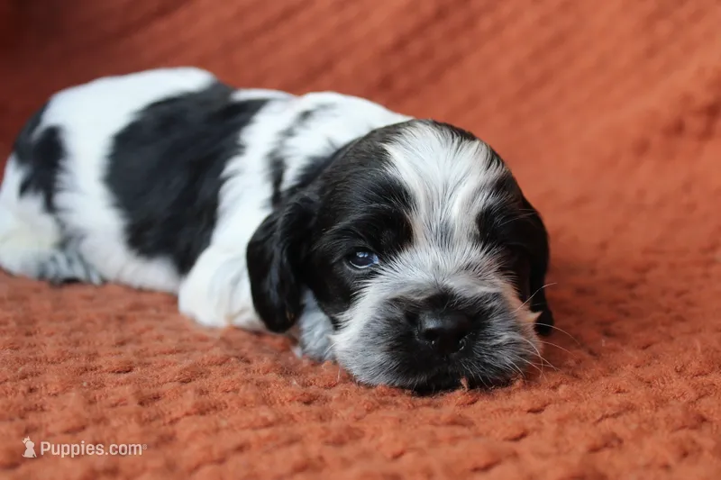 Blizzard (AKC/Roan) – Cocker Spaniel puppy for sale in Austin, AR