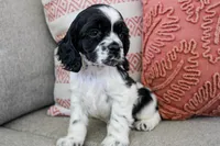 Thunder (AKC), a male Cocker Spaniel for sale in Austin, AR – 4 of 5