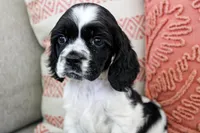 Thunder (AKC), a male Cocker Spaniel for sale in Austin, AR – 2 of 5