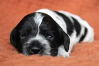 Tsunami (Roan/AKC), a female Cocker Spaniel for sale in Austin, AR – 2 of 3