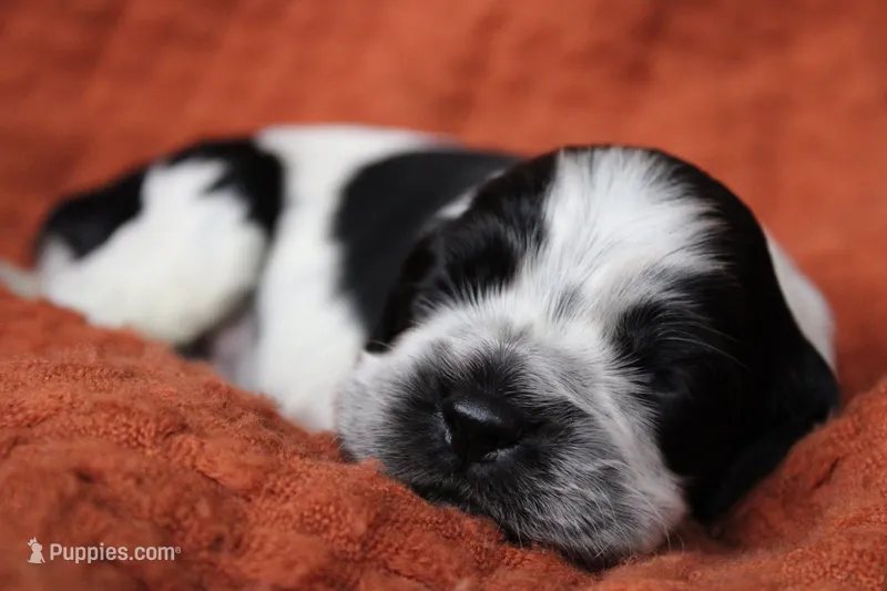 Blizzard (AKC/Roan) – Cocker Spaniel puppy for sale in Austin, AR