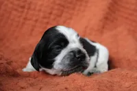 Blizzard (AKC/Roan), a male Cocker Spaniel for sale in Austin, AR – 2 of 3