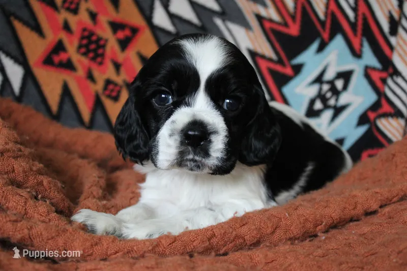 Thunder (AKC) – Cocker Spaniel puppy for sale in Austin, AR