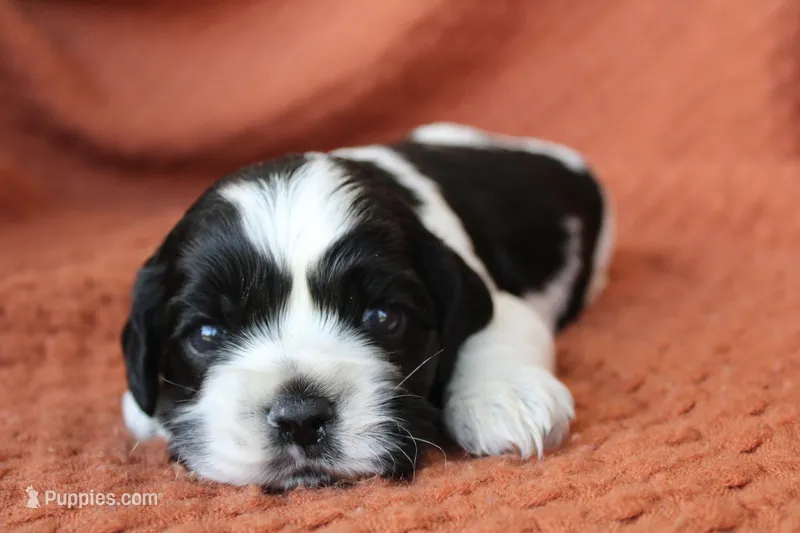 Thunder (AKC) – Cocker Spaniel puppy for sale in Austin, AR