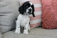 Thunder (AKC), a male Cocker Spaniel for sale in Austin, AR – 5 of 5