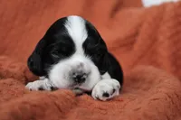 Tempest (AKC), a female Cocker Spaniel for sale in Austin, AR – 2 of 3