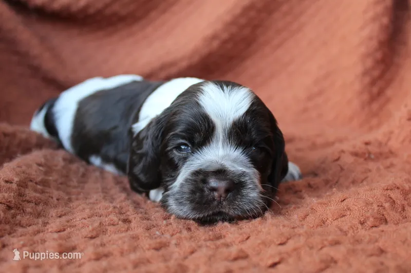 Lightning (Roan/AKC) – Cocker Spaniel puppy for sale in Austin, AR